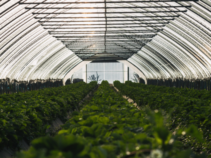 What Size Light Dep Tarp Should I Get For My Greenhouse?