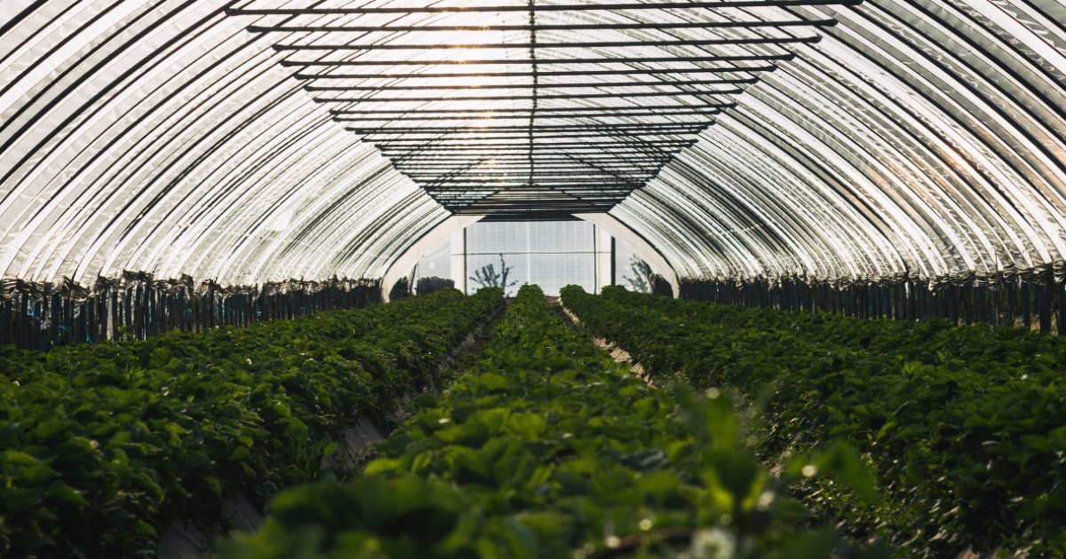 What Size Light Dep Tarp Should I Get For My Greenhouse?