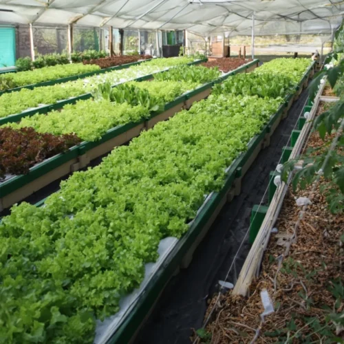 Americover_Aquaponics