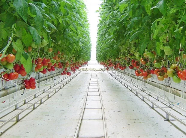 Best Plastic Sheeting Options To Use As Greenhouse Flooring