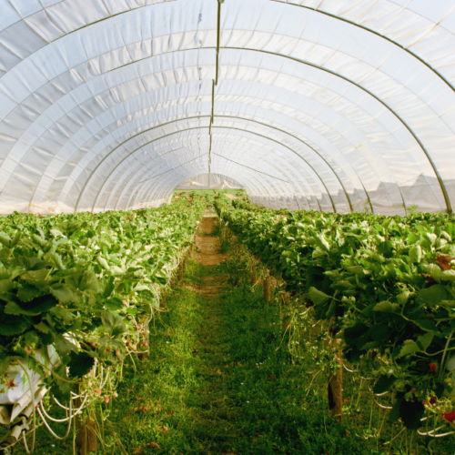 Greenhouse Plastic Sheeting: Which Type Should You Use?