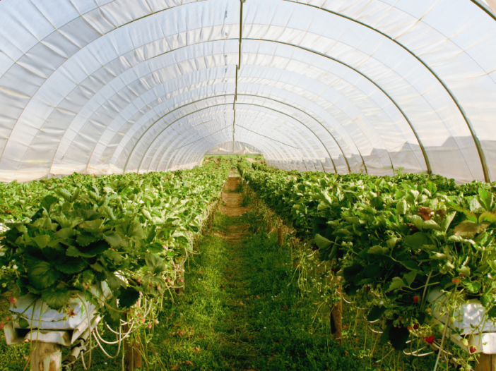 Greenhouse Plastic Sheeting: Which Type Should You Use?