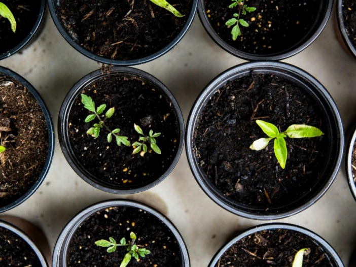 Plants starting to develop before they are replanted in an urban farm.