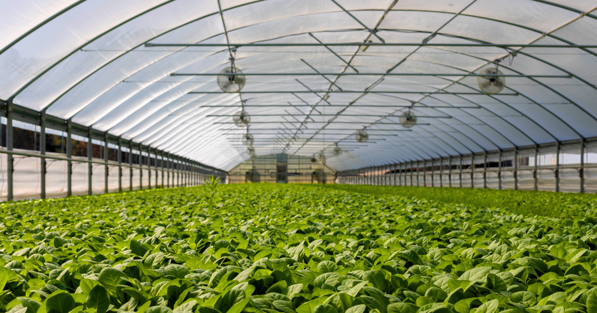 How to Install a Greenhouse Cover