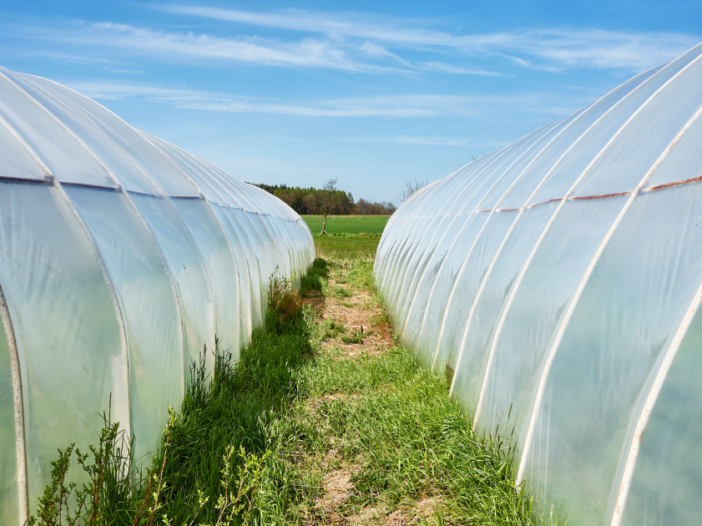 Is Black, White, or Clear Plastic Sheeting Better for Greenhouse Covers?