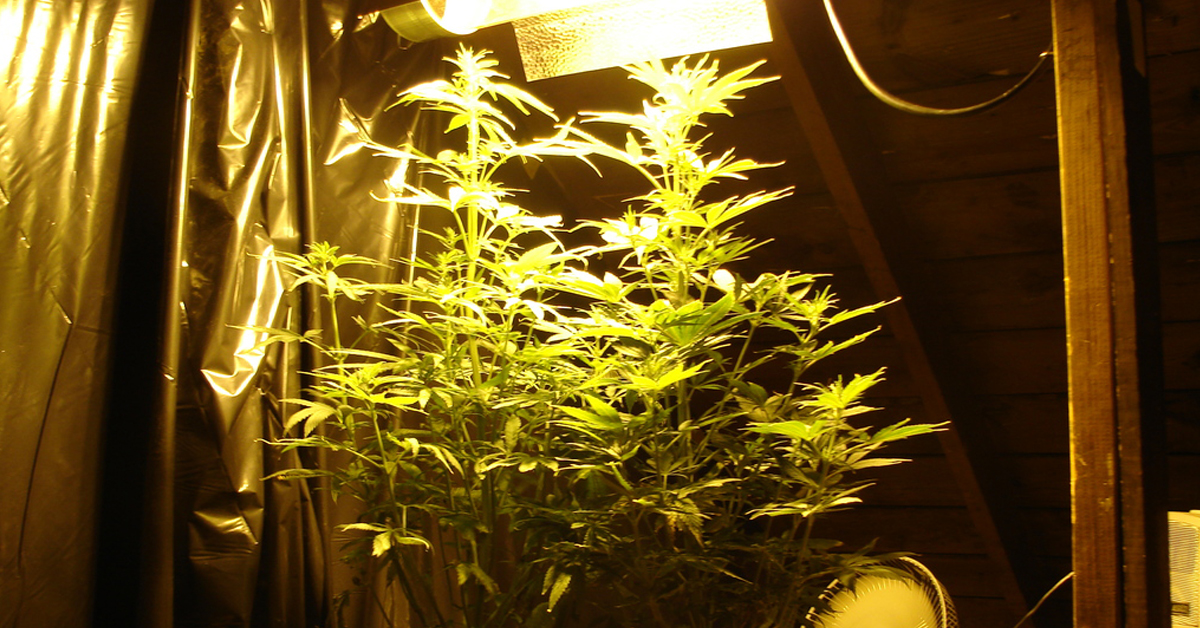 Indoor Grow Room Black Plastic