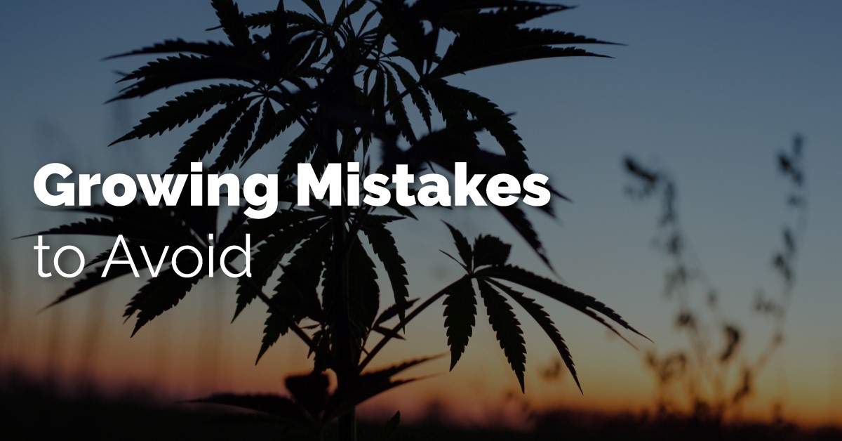 greenhouse cannabis growing mistakes