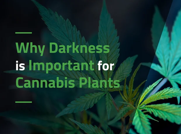 Best Light Cycle for Flowering Cannabis Plants